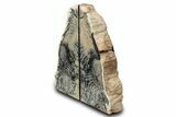 Tall Petrified Wood Bookends - Sweet Home, Oregon #382166-1